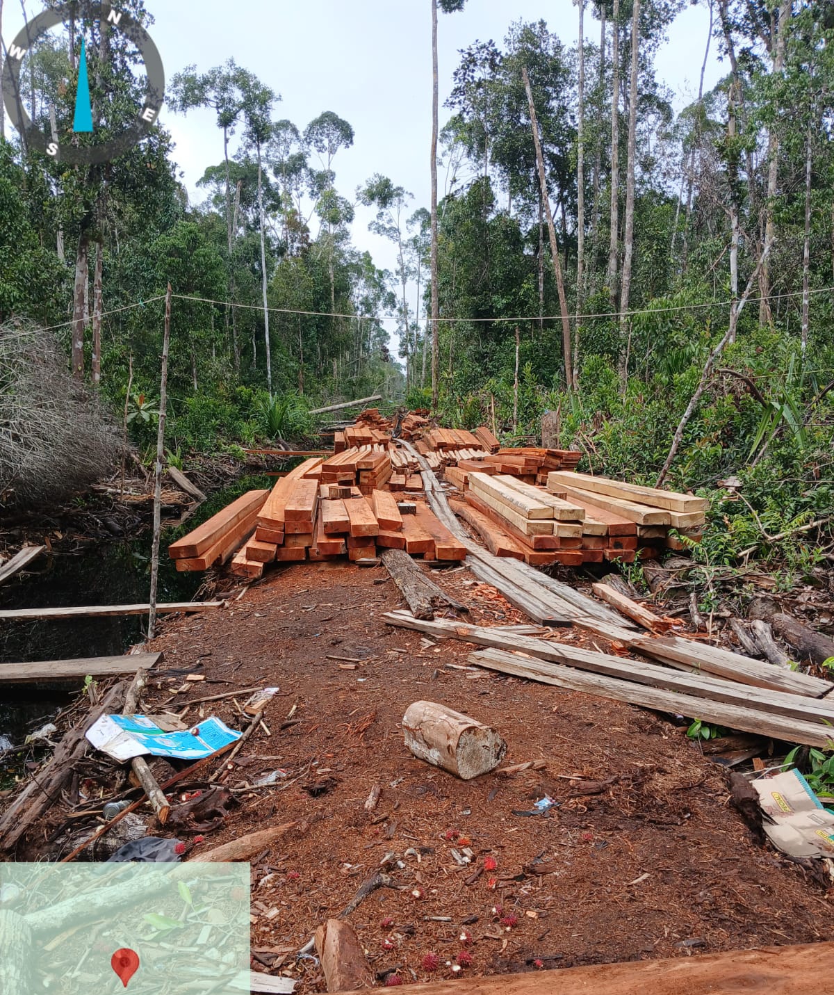 Hutan Lubuk Gaung Siak Kecil Punah, "Canon" Raja Ilog Kebal Hukum Fisika Kecil Habiskan Hutan