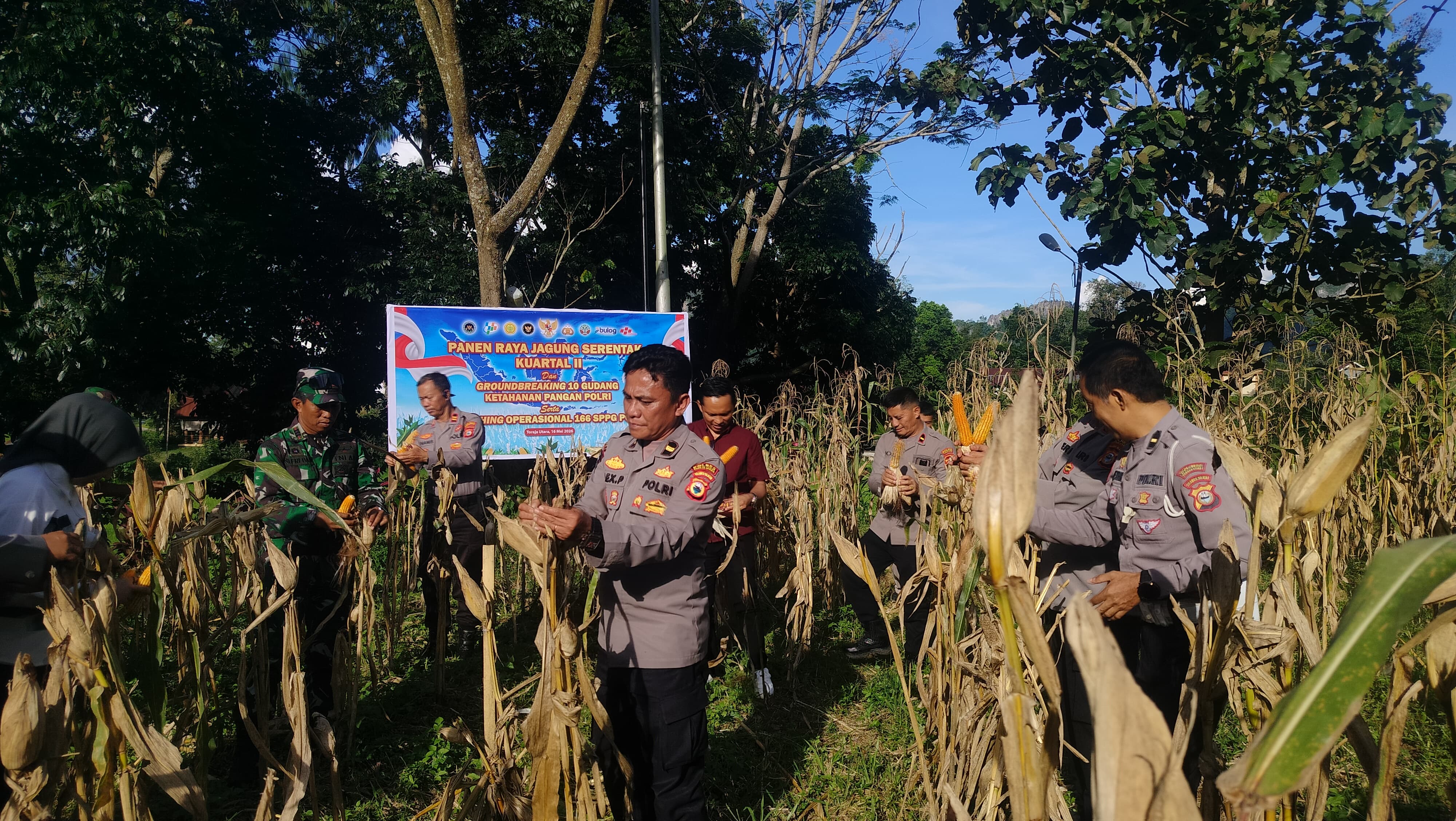 *Jaga Ketahanan Pangan Nasional, Polres Toraja Utara Sukseskan Panen Raya Jagung Kuartal II Tahun 2026 Secara Virtual*